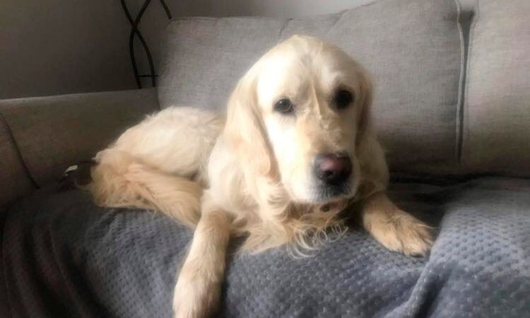 1-5277-1683253829 Chó Cooper ở Bắc Ireland. Ảnh: Mirror