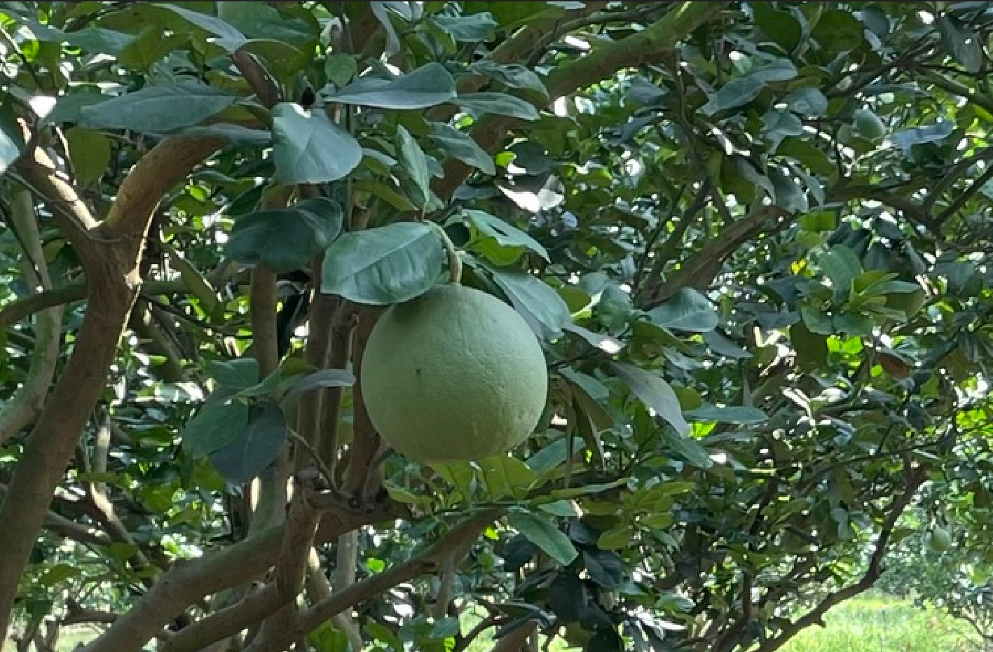 buoi-da-xanh-ocop-2-4957-1683728084 Bưởi da xanh giúp ông Tứ thu mỗi năm khoảng 2 tỷ đồng lợi nhuận. Ảnh: Hà An