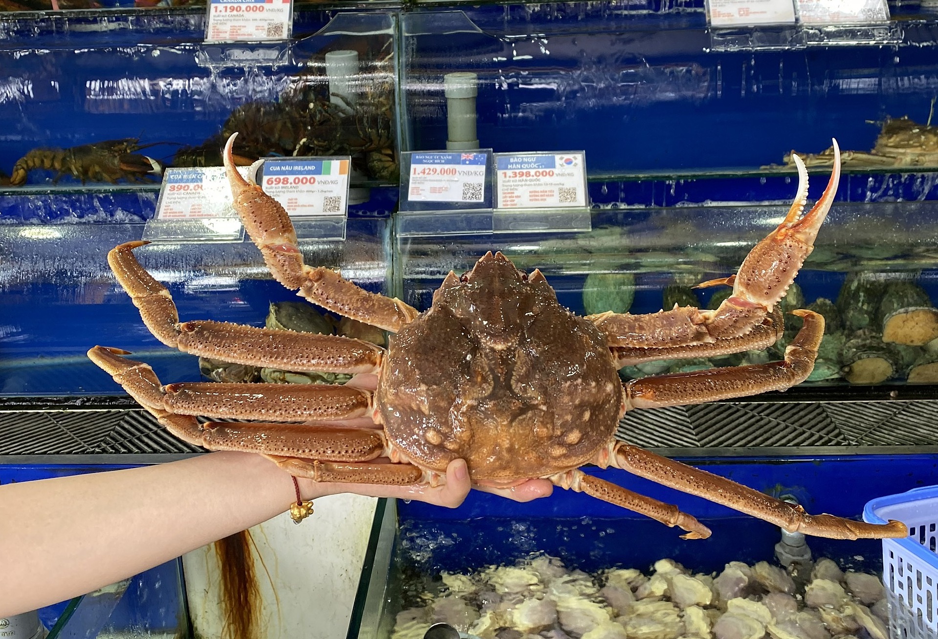 Cua tuyết sống được bán tại cửa hàng hải sản ở TP HCM. Ảnh: Thi Hà