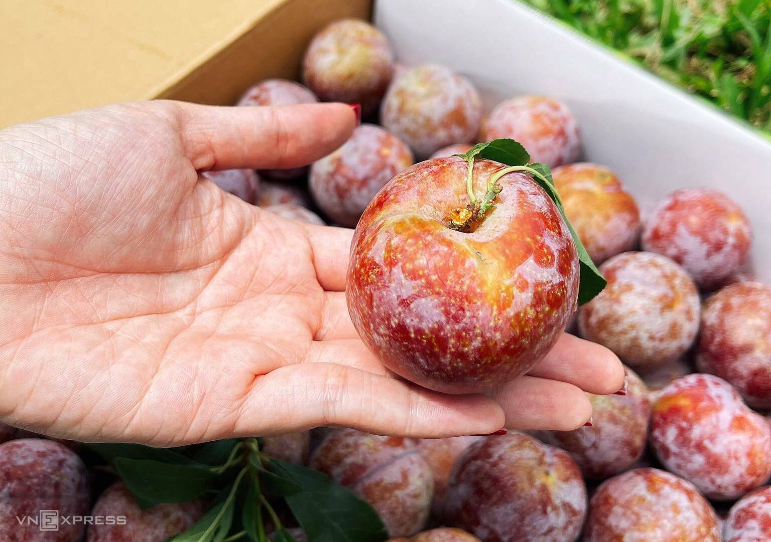 man1-jpeg-1683790153-4966-1683-8910-7379-1683791237 Mận Ruby Sơn Lan được đóng thùng để vận chuyển bằng đường hàng không vào miền Nam. Ảnh: Ngọc Huyền