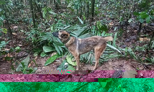 71115061-12179793-sniffer-dogs-1891-9007-1686499562 Wilson tham gia chiến dịch tìm kiếm 4 đứa trẻ mất tích trong rừng Amazon trước khi bị lạc. Ảnh: AFP