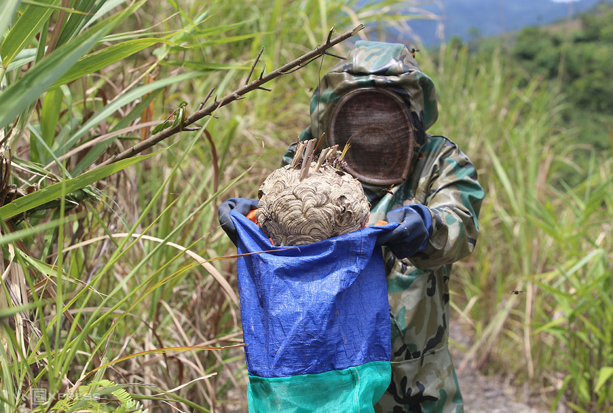 anh-8-6486-1686487258 Anh Phạm Văn Chiến cho một to ong vào túi để mang về nuôi. Ảnh: Đắc Thành