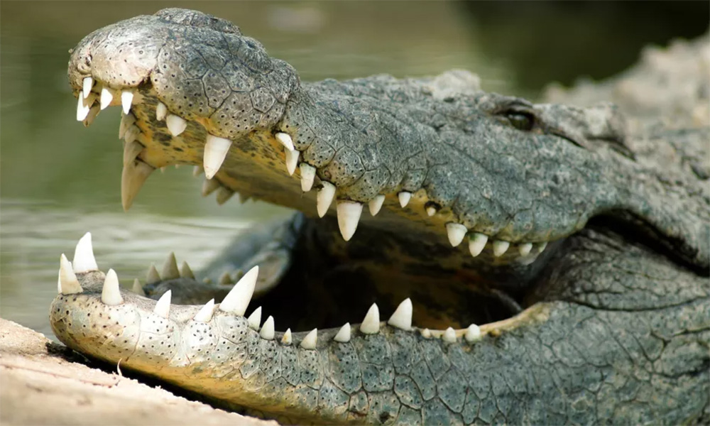 ca-sau-can-set-9399-1686134706 Cá sấu nước mặn trưởng thành có lực cắn lên tới 3.700 psi (16.460 N). Ảnh: Hindenburgdalhoff