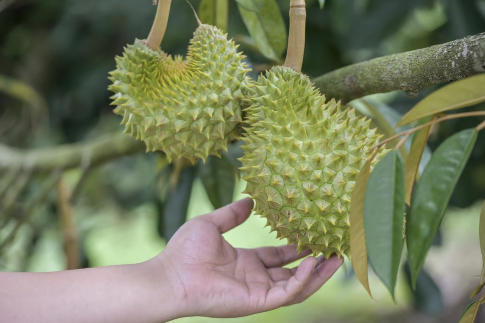 screen-shot-2023-06-06-at-10-1-3185-1114-1686021635 Cây sầu riêng ở tỉnh Hải Nam vẫn chưa trưởng thành, và nhiều cây không cho quả nhiều.Ảnh: China News Agency