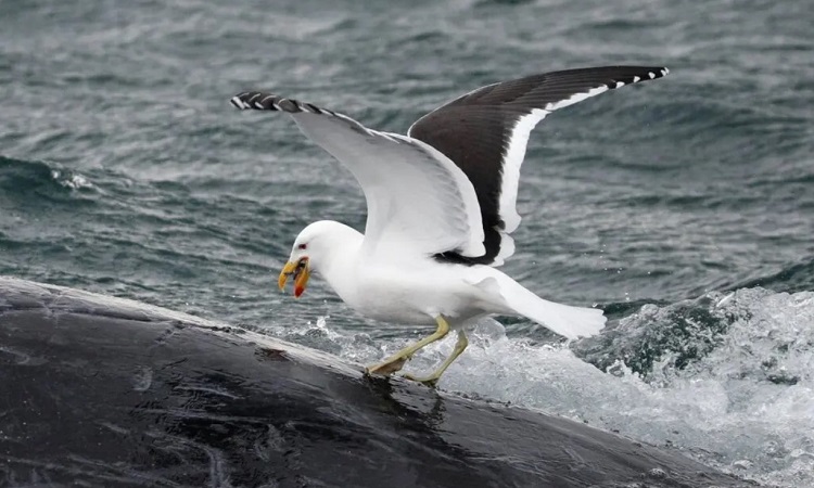 vne-taste-6336-1686130363 Mòng biển đậu trên lưng cá voi da trơn để mổ. Ảnh: Rodrigo A. Martínez Calatalán