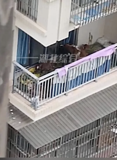 a-nh-chu-p-ma-n-hi-nh-2023-07-6836-2375-1689960128 7 con bò được một hộ gia đình nuôi ở tầng 5 của chung cư ở tỉnh Tứ Xuyên. Ảnh: Douyin