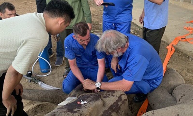 Các chuyên gia nước ngoài phẫu thuật lấy 2 ngà voi bị gãy. Ảnh: Ngọc Oanh