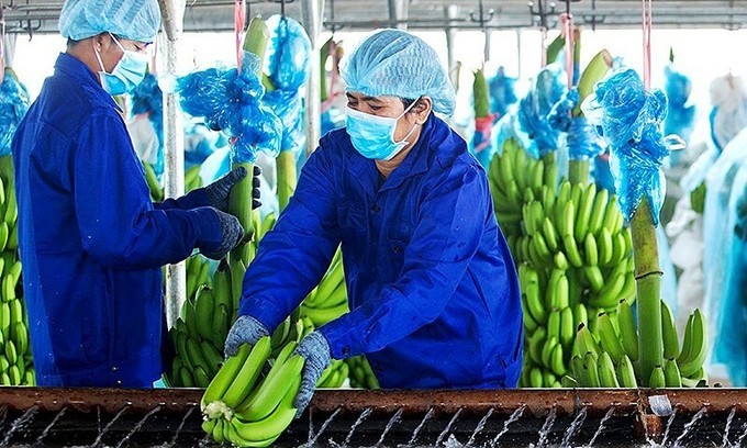 Xưởng sơ chế chuối của Hoàng Anh Gia Lai tại Lào. Ảnh: Thi Hà