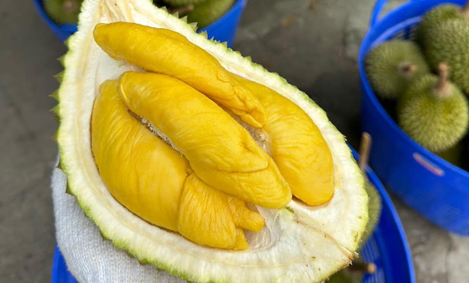 Musang King ở nhà vườn Cần Thơ. Ảnh: Hội mua bán sầu riêng