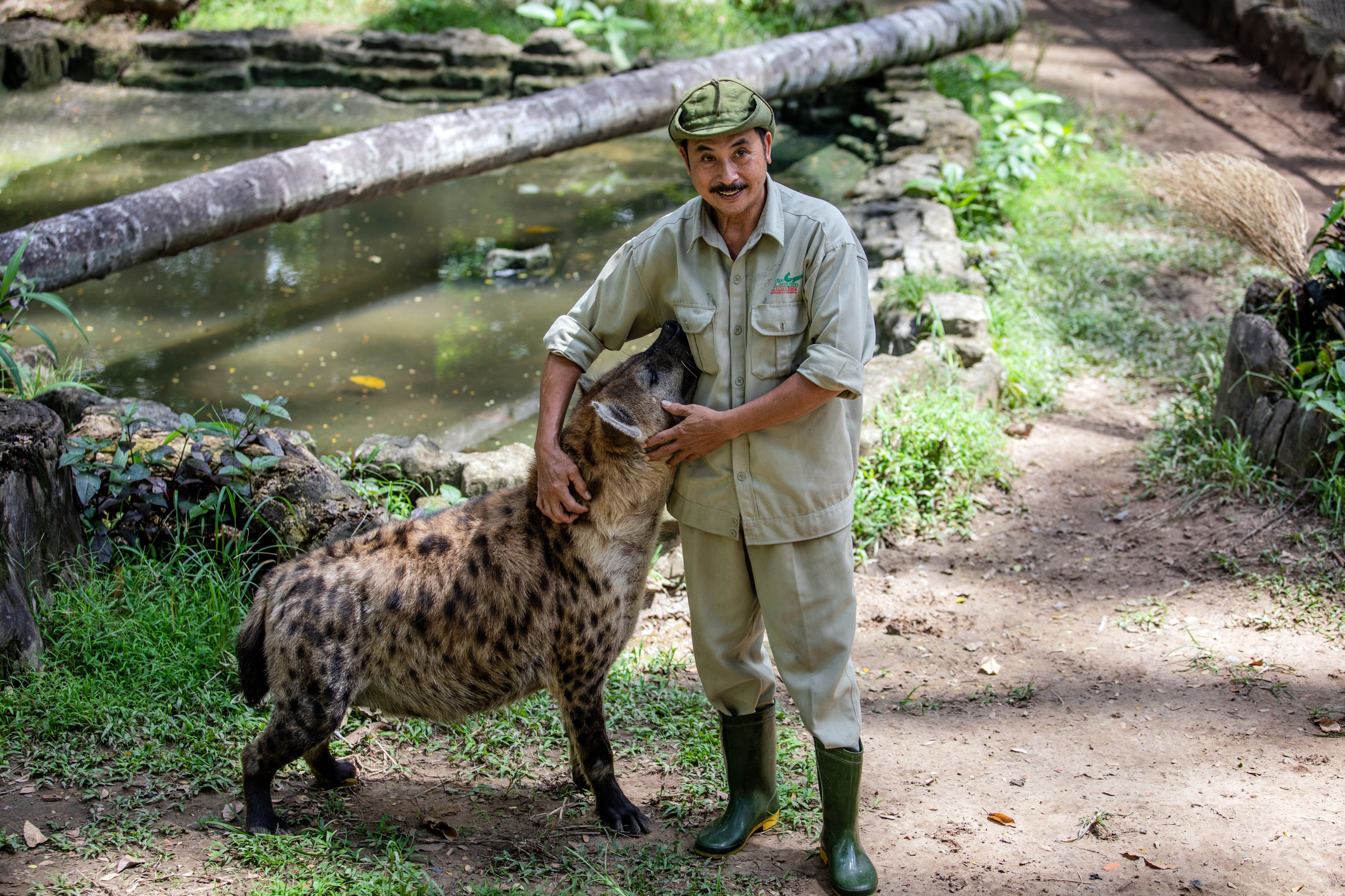 Một nhân viên của Thảo Cầm Viên đang chăm sóc con linh cẩu châu Phi, tháng 9/2019. Ảnh: Thành Nguyễn