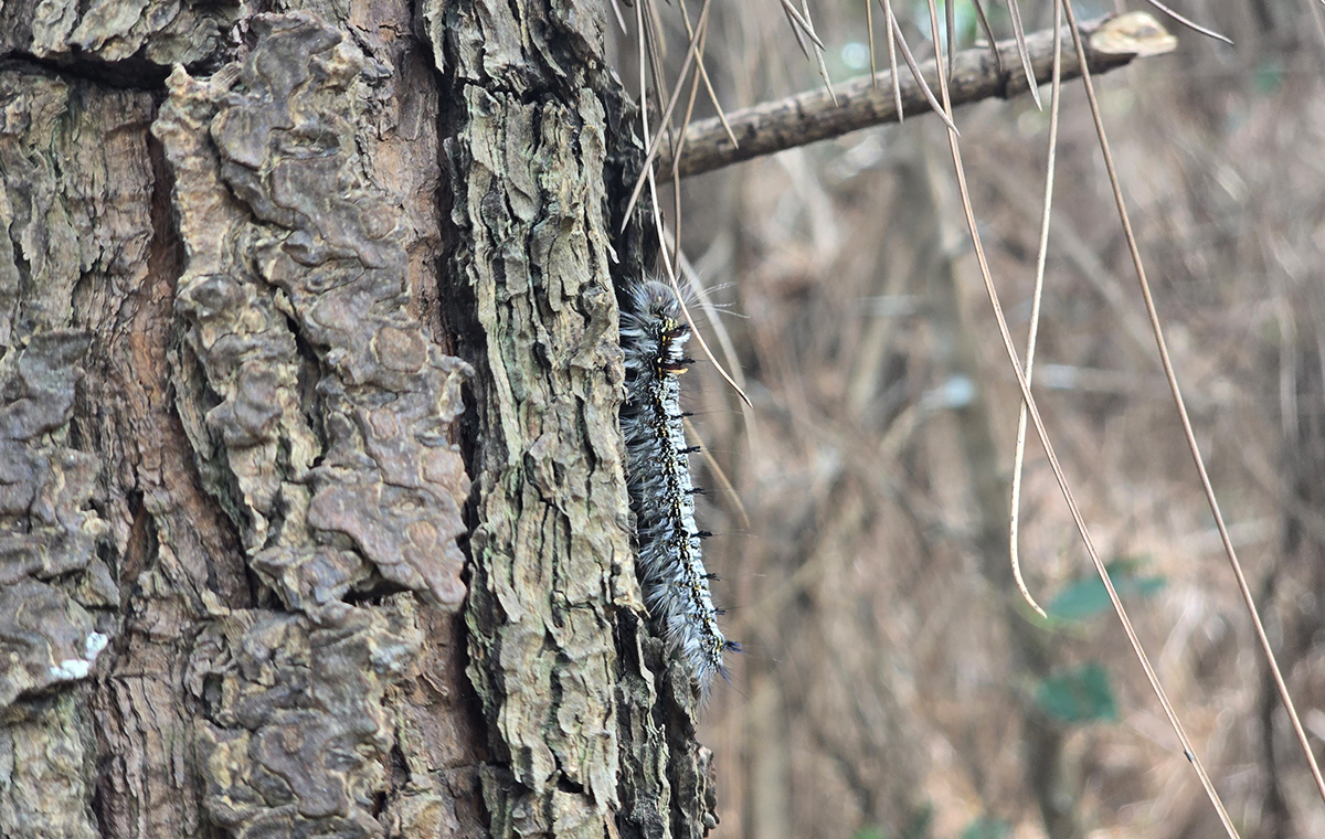 Sâu róm bám trên cây thông tại rừng phòng hộ ở huyện Nghi Lộc. Ảnh: Hùng Lê