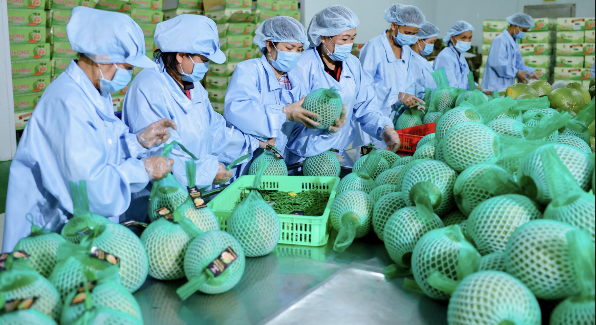 Bưởi được đóng gói và kiểm tra trước khi xuất khẩu. Ảnh: Vina T&T