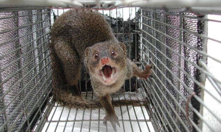 Cầy mangut ăn thịt thỏ thay vì săn rắn độc trên đảo Amami Oshima. Ảnh: AFP