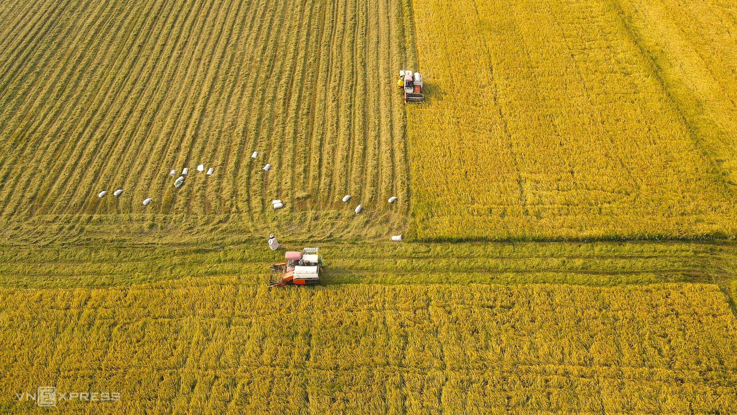 Cánh đồng lúa ở miền Tây. Ảnh: Trần Thanh