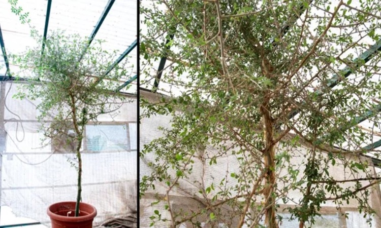 Nhóm nghiên cứu trồng hạt giống cổ đại vào năm 2010. Ảnh: Sarah Sallon