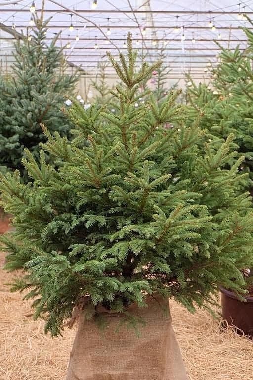 thong-tuoi-1732523617-4722-1732525091 Thông tươi nhập khẩu từ Nga. Ảnh: Trần Phương