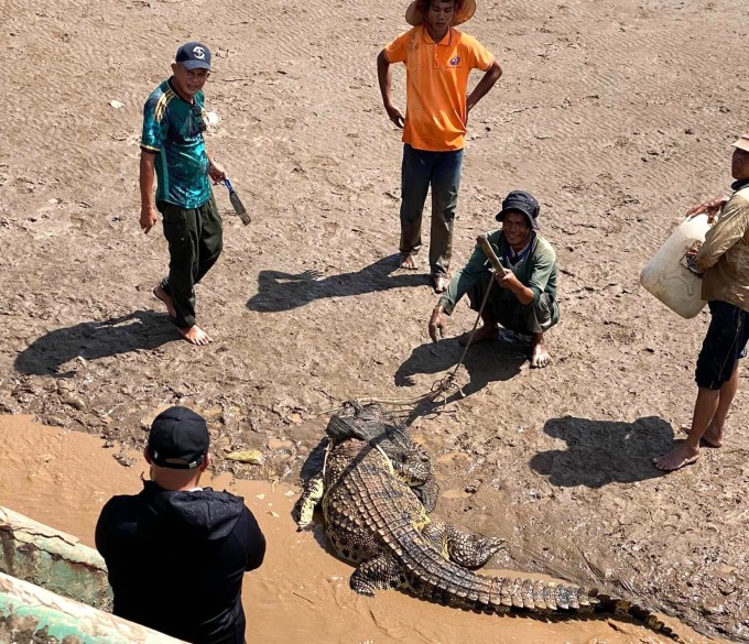 vay-bat-ca-sau-4817-1731925482 Người dân vây bắt cá sấu ở gần cửa biển TP Bạc Liêu. Ảnh: Người dân cung cấp