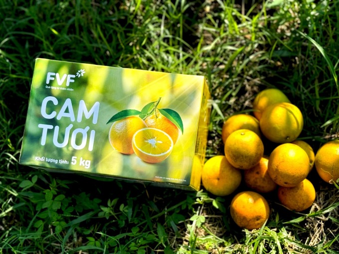 image005-2057-1733303438-4556-1733392197 Cam FVF quả tròn đều, vỏ mỏng, chín vàng ươm. Ảnh: Tập đoàn TH