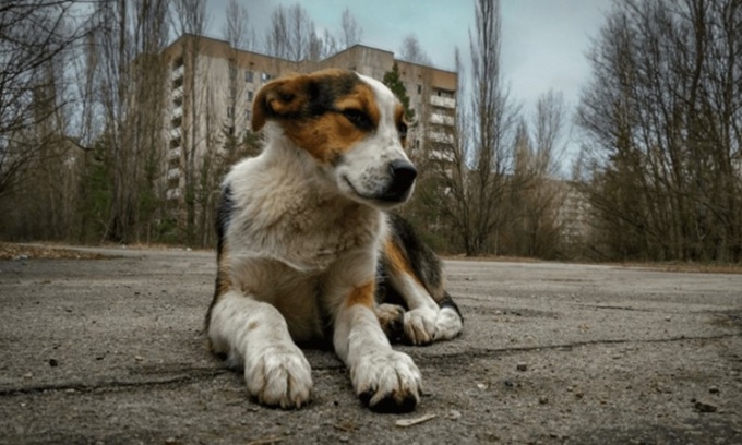 Chó sống ở gần nhà máy điện hạt nhân Chernobyl. Ảnh: MSN