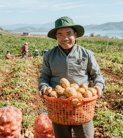 Ông Đặng Xuân Tĩnh đang thu hoạch khoai tây tại Đơn Dương (Lâm Đồng). Ảnh: Linh Đan