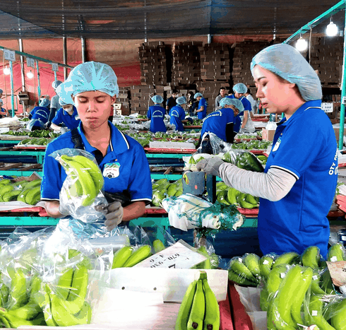 Xưởng sản xuất chuối của Hoàng Anh Gia Lai tại Campuchia. Ảnh: Thi Hà