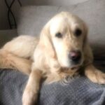 Chó Cooper ở Bắc Ireland. Ảnh: Mirror