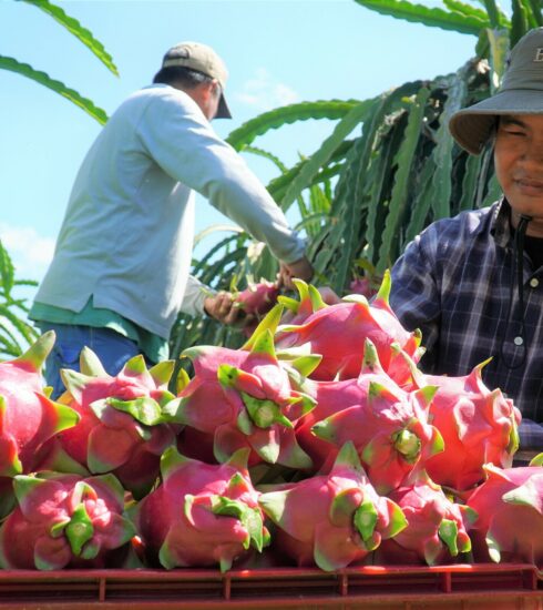 Thu hoạch thanh long tại nhà vườn ở Bình Thuận. Ảnh: Việt Quốc