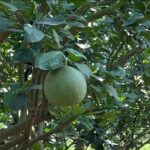 Bưởi da xanh giúp ông Tứ thu mỗi năm khoảng 2 tỷ đồng lợi nhuận. Ảnh: Hà An