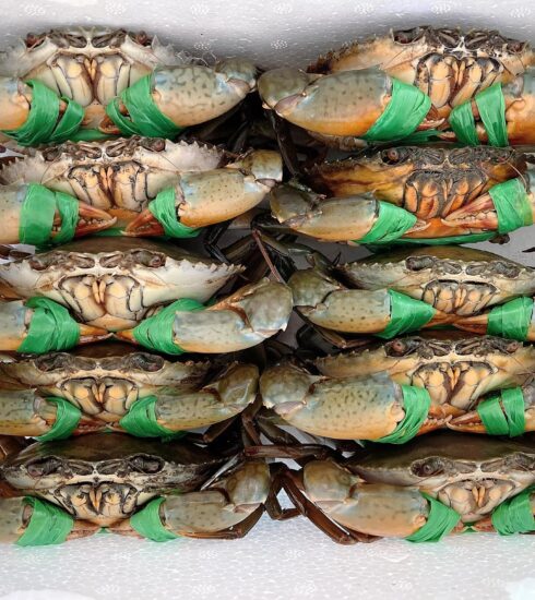 Cua Cà Mau loại 1 được đóng thùng để bán cho khách hàng dịp lễ. Ảnh: Chí Lâm