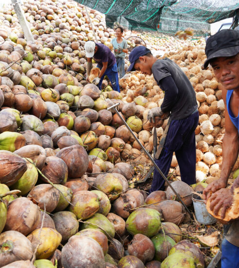 Nhân công lột vỏ dừa tại cơ sở thu mua huyện Giồng Trôm. Ảnh: Hoàng Nam