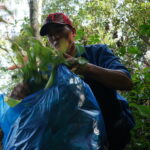 Anh Huỳnh Quốc Bửu hái rau rừng ở núi Cấm. Ảnh: Ngọc Tài