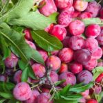 Mận cơm chín tại nhà vườn ở Sơn La. Ảnh: Lê Vân