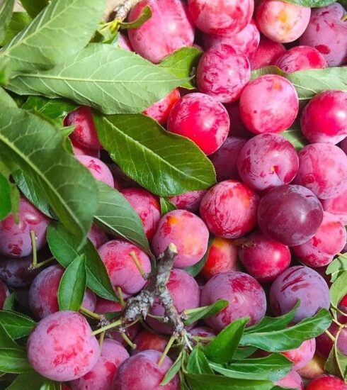 Mận cơm chín tại nhà vườn ở Sơn La. Ảnh: Lê Vân