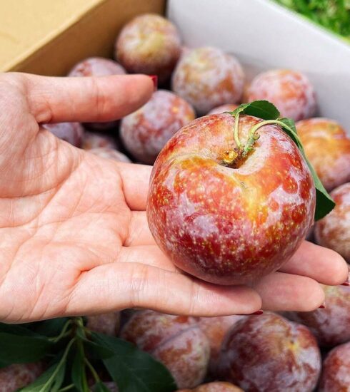 Mận Ruby Sơn Lan được đóng thùng để vận chuyển bằng đường hàng không vào miền Nam. Ảnh: Ngọc Huyền