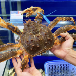 Cua hoàng đế tại cửa hàng hải sản ở TP HCM. Ảnh: Linh Đan