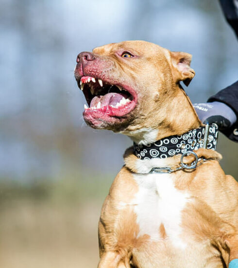 Pitbull là giống chó dữ bị cấm, hạn chế nuôi ở toàn lãnh thổ hoặc một số bang, của 49 quốc gia. Ảnh: Forum Daily