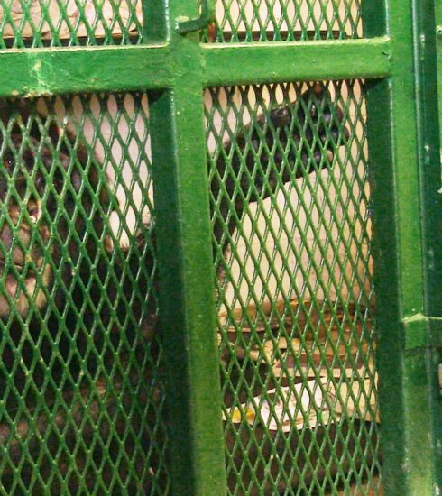 Tommy trong lồng sắt. Ảnh: NhRP