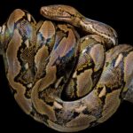 Trăn gấm là loài rắn dài nhất ngày nay. Ảnh: Paul Starosta