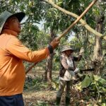 Vợ chồng chị Linh chăm sóc vườn xoài ở Định Quán. Ảnh: An Phương