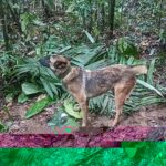 Wilson tham gia chiến dịch tìm kiếm 4 đứa trẻ mất tích trong rừng Amazon trước khi bị lạc. Ảnh: AFP