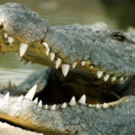 Cá sấu nước mặn trưởng thành có lực cắn  lên tới 3.700 psi (16.460 N). Ảnh: Hindenburgdalhoff