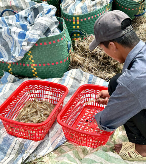 Thương lái xem tôm tại ao của anh Văn Thủ ngày 20/5. Ảnh:Dỹ Tùng