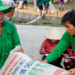 Nông dân tại Cần Thơ thu hoạch lúa vụ Đông Xuân. Ảnh: Thanh Trần