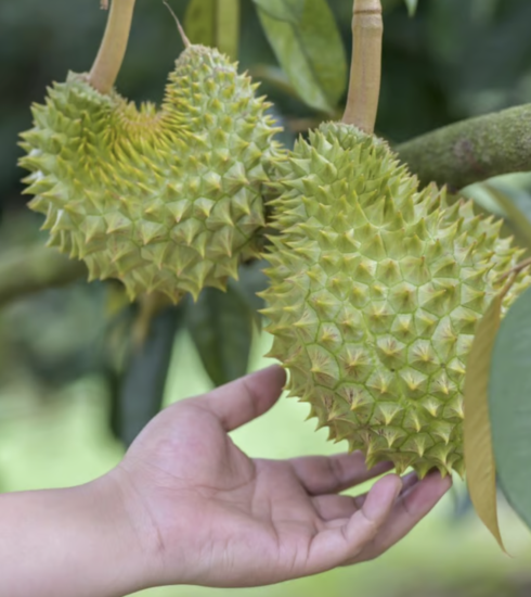 Cây sầu riêng ở tỉnh Hải Nam vẫn chưa trưởng thành, và nhiều cây không cho quả nhiều.Ảnh: China News Agency