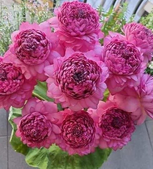 Sen 1.000 cánh được khách mua về chưng. Ảnh: Thanh Hiền