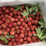 Vải thiều không hạt được hái từ nông trại ở Thanh Hóa. Ảnh: NVCC