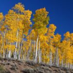 Cây dương lá rung trải rộng 43 hecta ở bang Utah. Ảnh: CNN