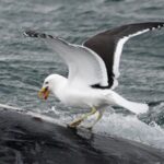 Mòng biển đậu trên lưng cá voi da trơn để mổ. Ảnh: Rodrigo A. Martínez Calatalán