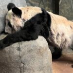 Gấu trúc Ya Ya ở Sở thú Memphis, Mỹ hồi tháng 10/2020. Ảnh: Reuters