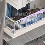 7 con bò được một hộ gia đình nuôi ở tầng 5 của chung cư ở tỉnh Tứ Xuyên. Ảnh: Douyin